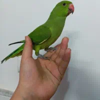 جوجه ملنگو تازه دونخور دستی