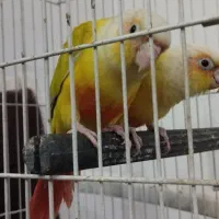 جفت گرینچیک سانچیک