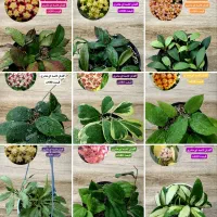 انواع بوته های مادری و خاص هویا Hoya