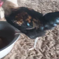 خروس ومرغ محلی ۳۰عدد وزن بالاوتخم مرغ نطفه دار|حیوانات مزرعه|هادی شهر, |دیوار