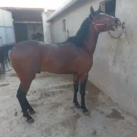 اسب|اسب و تجهیزات اسبسواری|مرند, |دیوار