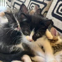 واگذاری گربه