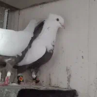 کفتر نرو ماده دم قهوه ای