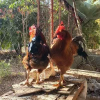 پاپری برهما خروس محلی|حیوانات مزرعه|پاکدشت, پاکدشت (مامازند)|دیوار