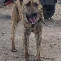 واگذاری سگ افغان