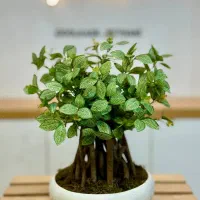 بونسای مصنوعی گل هدیه و رومیزی|گل مصنوعی|مشهد, شهید مطهری|دیوار