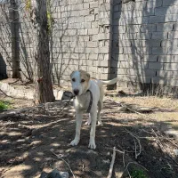 سگ توله سگ خراسانی سرابی الابای پژدر