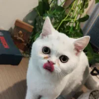 پیشی بریتیش نر سه ماهه و انگل تراپی شده|گربه|تهران, شهید اسدی|دیوار