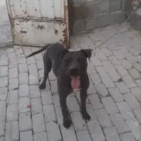 سگ پیتبول