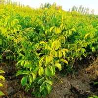 از همین امروزکاشت را شروع کن نهال سالم از شهر نهال|خدمات باغبانی و درختکاری|اسدآباد, |دیوار