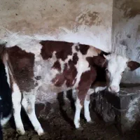 فروش دو گوساله سیمتال نر و ماده