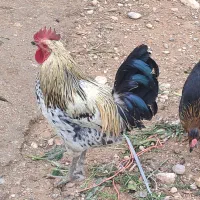 مرغ و خروس محلی