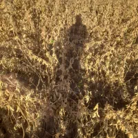 اجاره زمین مزروعی