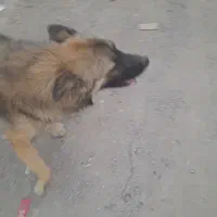 سگ ژرمن نر|سگ|مهدی شهر, |دیوار