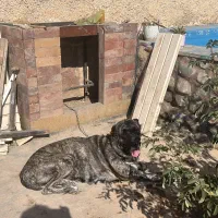 سگ افغان اصیل|سگ|هشتگرد, فشند|دیوار