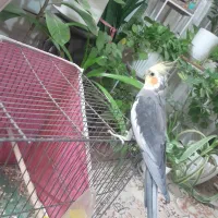 جفت عروس هلندی|پرنده|خمینیشهر, |دیوار