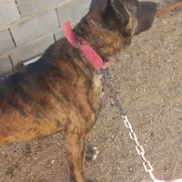 نگهبان سگ ، توله