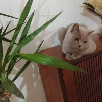 حیوان خانگی