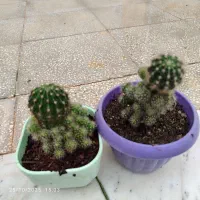 گل کاکتوس پرا پاجوش|گل و گیاه طبیعی|سبزوار, هویزه|دیوار