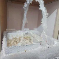 ست بله برون وعقد