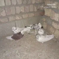 ۵عدد کفتر فروش