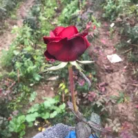 اعتماد شما اعتبار ماست