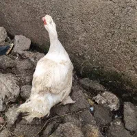 اردک اسرائیلی