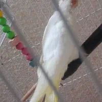 عروس پاریس|پرنده|اهواز, کوروش|دیوار