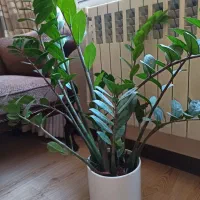 گلدان زاموفلیا