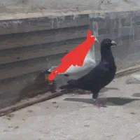 دوتا کفتر پرشی