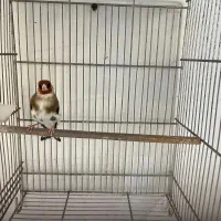 سهره چهار گل خطی