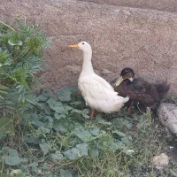 اردک|حیوانات مزرعه|نمین, |دیوار