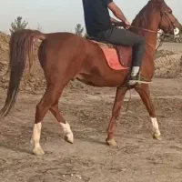 نریون