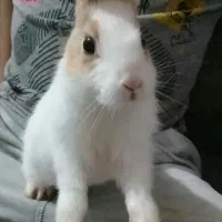 خرگوش بسیار ناز قشنگ