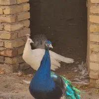 طاووس