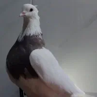 کفتر طوقی دونه 500|پرنده|مهریز, |دیوار