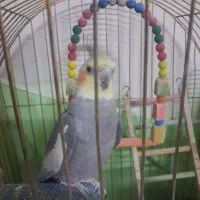 عروس هلندی نر