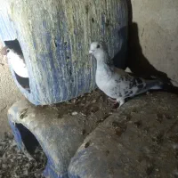 شامی|پرنده|هیرمند, |دیوار