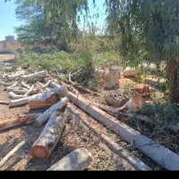 خریدار چوب|خدمات باغبانی و درختکاری|شوشتر, |دیوار