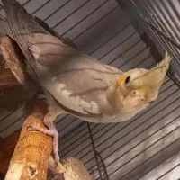 عروس هلندی کاملا رام و دستی|پرنده|تهران, سلیمانی|دیوار