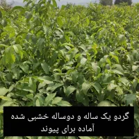 نهال گردو یکساله و دوساله