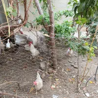 مرغ و خروس و اردک