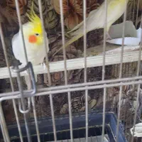 عروس هلندی