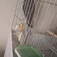 یک جفت عروس هلندی  مولد