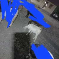 گوسفند کهنوج