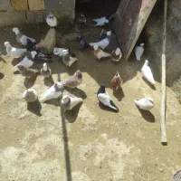 کبوتر نسل دار