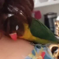 طوطی برزیلی گمشده