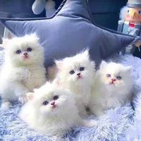 گربه پرشین اسکاتیش بریتیش چشم آبی