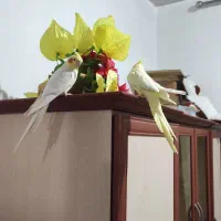 عروس زیبا و اماده برای تخم گذاری|پرنده|آذرشهر, |دیوار