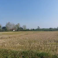 فروش شالیزار به قیمت یک کیلوبرنج